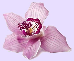 orchidee